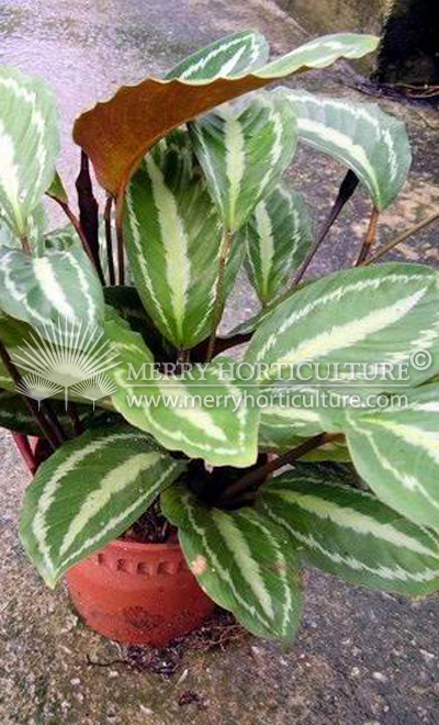 Calathea picturata vandenheckei